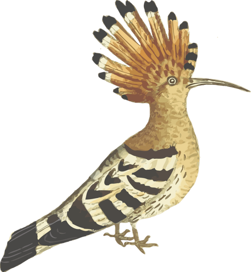 African Bird PNG