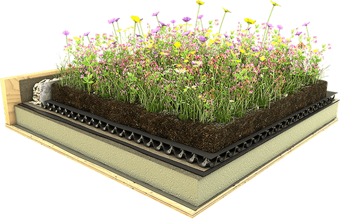 Wild Flower PNG