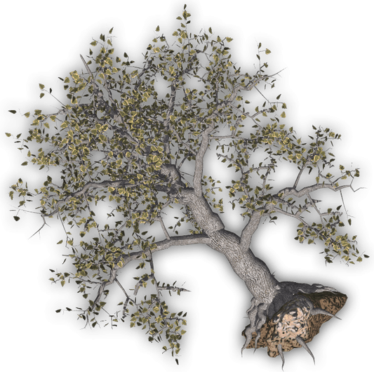Uprooted Tree PNG