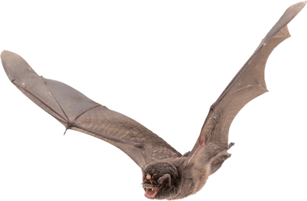 Mammal PNG
