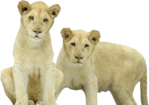 Lion Cub PNG