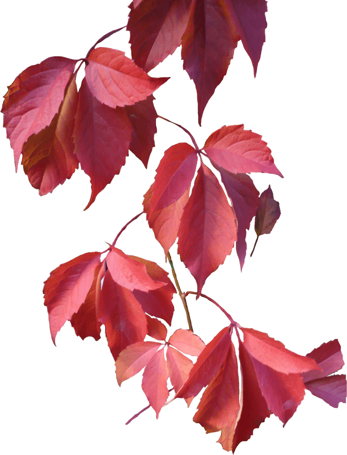 Leaves PNG