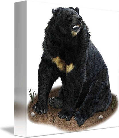 Asian Black Bear PNG