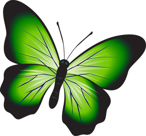 Green Butterfly PNG