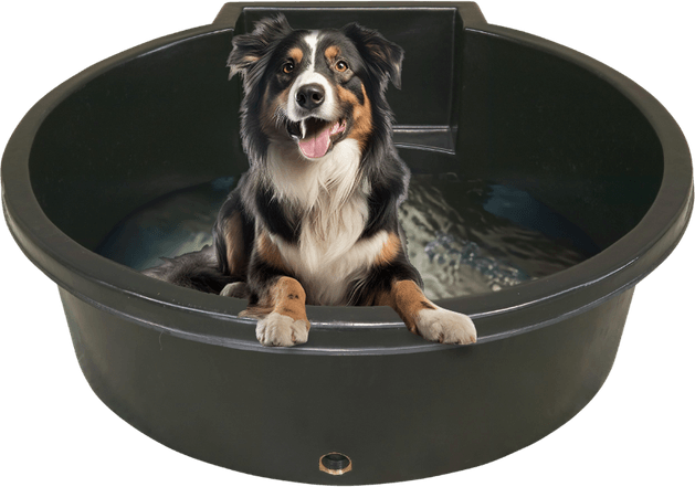 Swimming Dog PNG