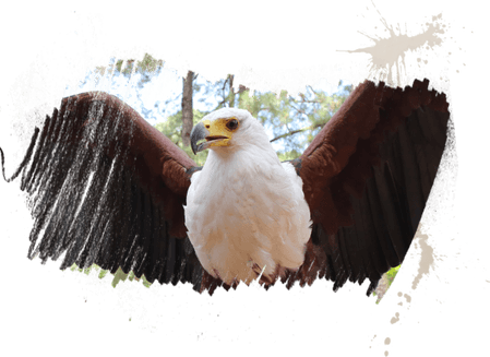 Safari Bird PNG