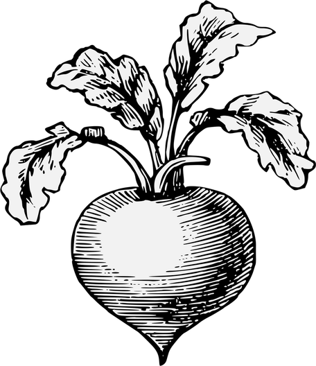 Raddish PNG