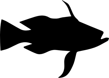 Bass Fish PNG