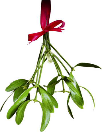 Mistletoe PNG