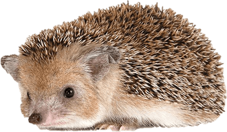 Hedgehogs PNG