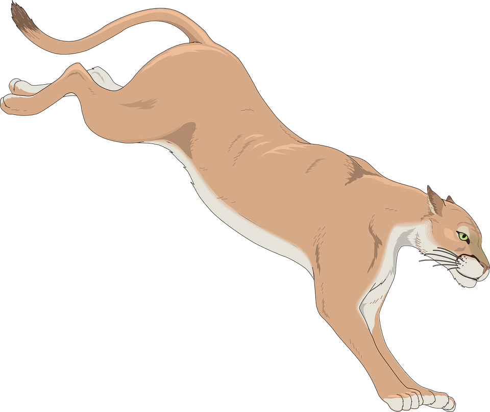 Puma Animal PNG