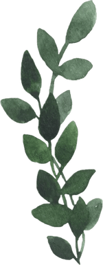 Plant Aesthetic Theme PNG