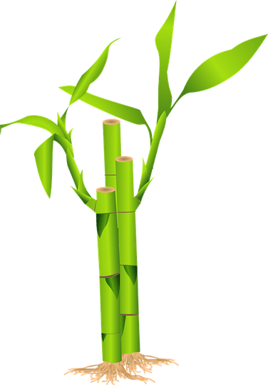 Jungle Grass PNG