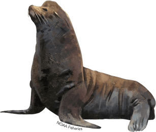 Eared Seals PNG