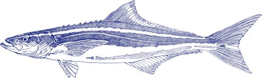 Cobia Fish PNG