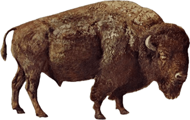 Bison PNG