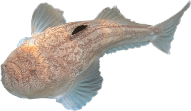 Stargazer Fish PNG