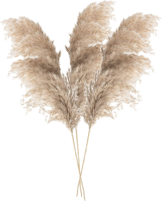 Boho Pampas Grass PNG
