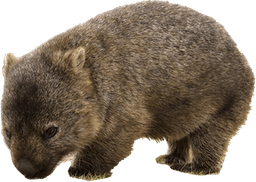 Wombat PNG