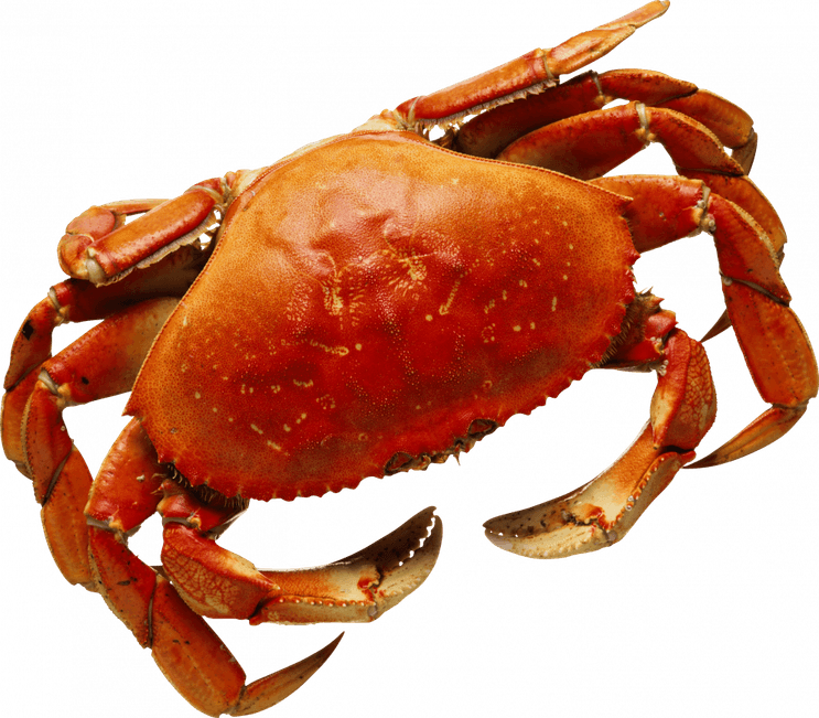 Krabby Pokemon PNG
