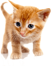 Orange Cat PNG
