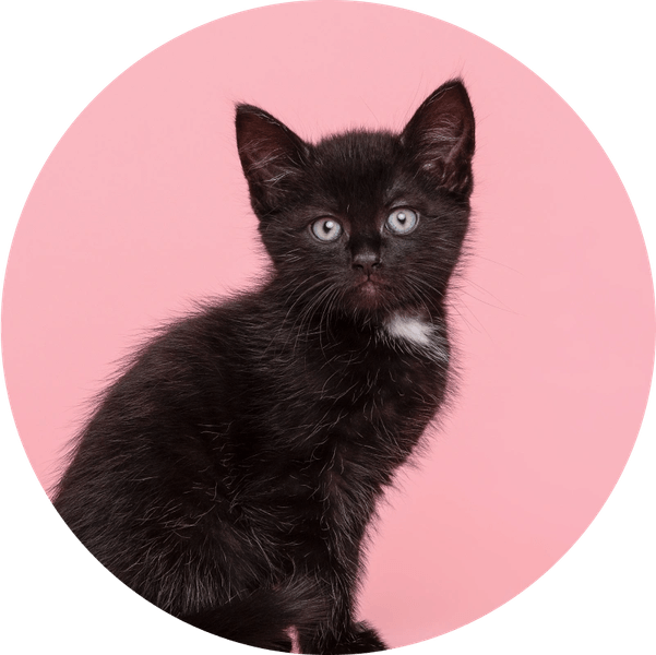 Cat Circle PNG