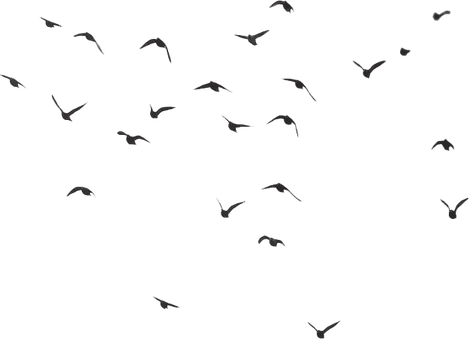 Flock Of Birds PNG