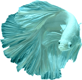 Betta PNG
