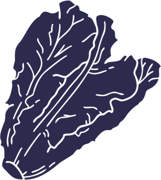 Lettuce PNG
