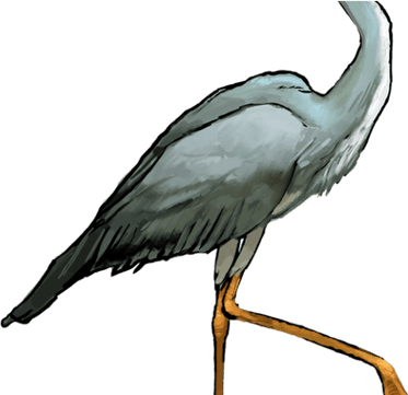 Herons PNG