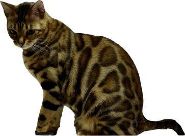 Top Cat PNG