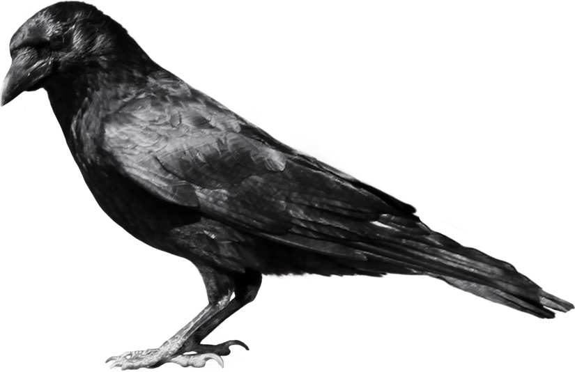 Hooded Crow PNG