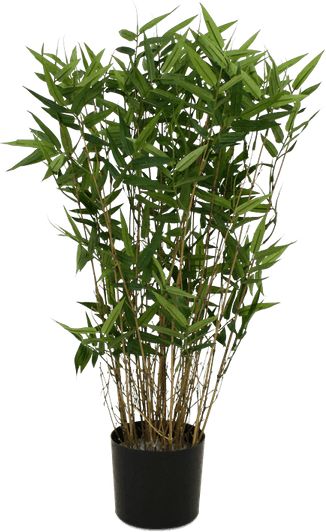 Bamboo Tree PNG