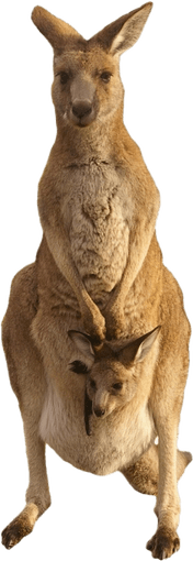 Kangaroo PNG