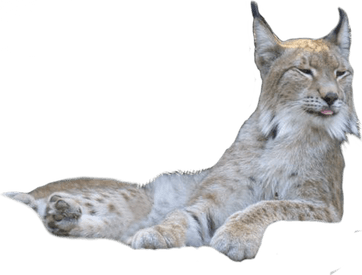 Bobcats PNG