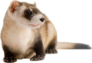 Weasels PNG