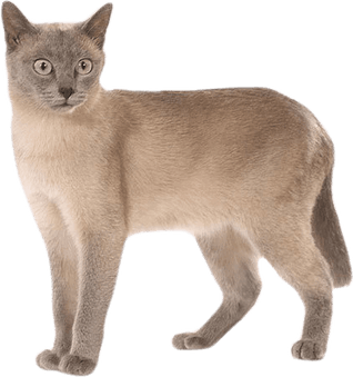 Goofy Cat PNG
