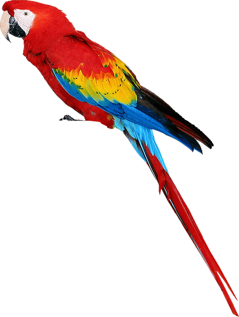 Parrot PNG