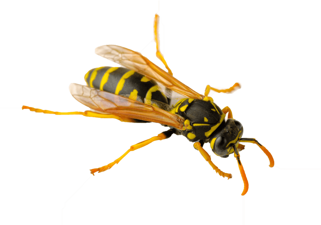 Wasp Insect PNG