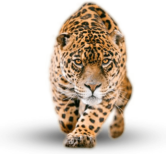 Jaguar Animal PNG
