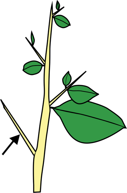 Prickle PNG