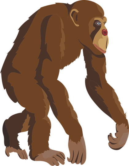 Chimpanzee PNG