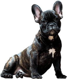 Smart Dog PNG