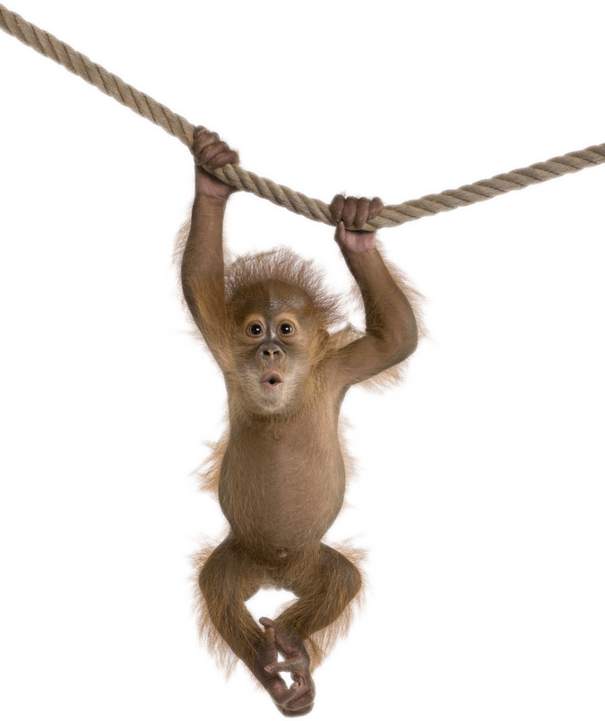 Monkey PNG