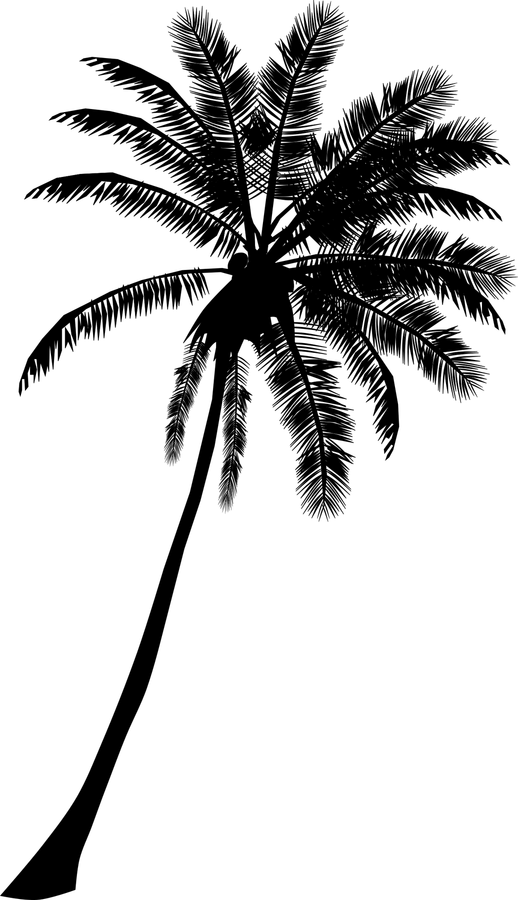 Coconut Palm Tree PNG