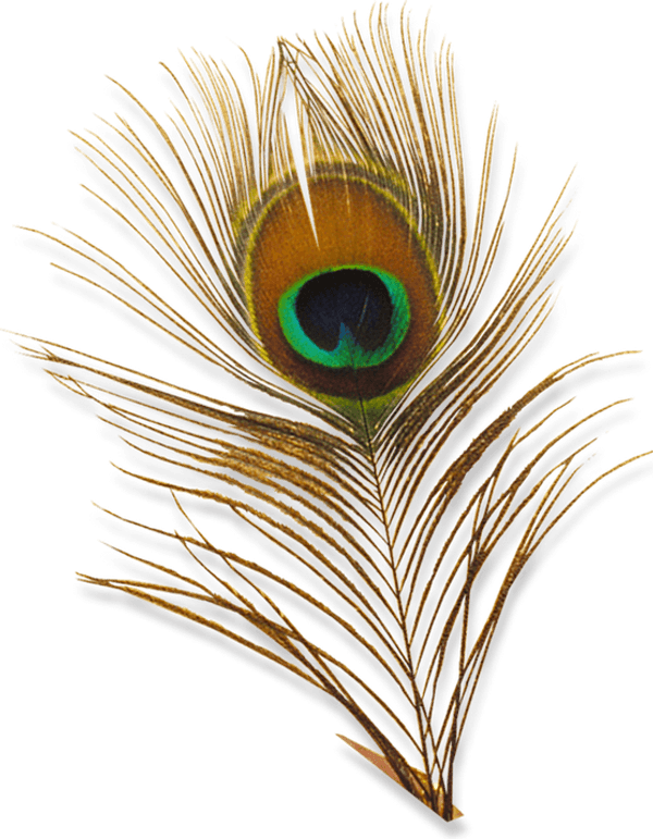 Peacock Feather PNG