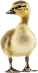 Cinderella Bird PNG