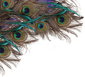 Peacock Feather PNG