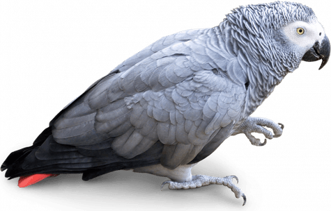 Grey Parrot PNG