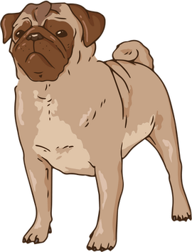 Pug PNG